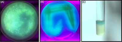 Antifungal potential of multi-drug-resistant Pseudomonas aeruginosa: harnessing pyocyanin for candida growth inhibition